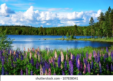 Beautiful Scandinavian Summer Landscape With Lupines And Lake