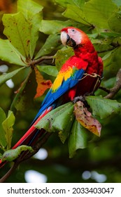 Beautiful Scarlet Macaw Costa Rica