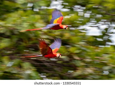 A Beautiful Scarlet Macaw Pair in Flight
