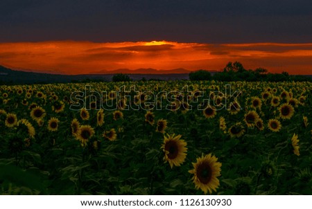Beautiful scarlet sunset over a sunflower field in Bulgaria