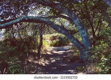 Beautiful Scenary Of The Australian Bush And Thick Native Vegetation Shot From A Vantage Point During A Hike In Southern Tasmania Along The Alum Cliffs  Track