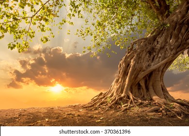Beautiful scence of big tree with leaves at sunset sky with clouds. Fantasy landscape with free copy space. Using for background of website banner, amazing postcard. Travel concept background.
