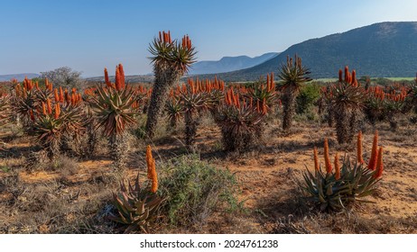 Beautiful scene of an aloe forest with red and orange aloes in full bloom in its natural environment with a blue sky and green mountain in the background a typical Karoo scene in South Africa