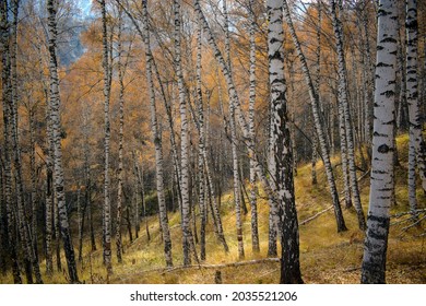 Beautiful scene with autumn birches in mountain forest, orange foliage under morning sky and yellow grass on the ground. Autumn time in golden birch forest. Beautiful colors of fall season in mountain