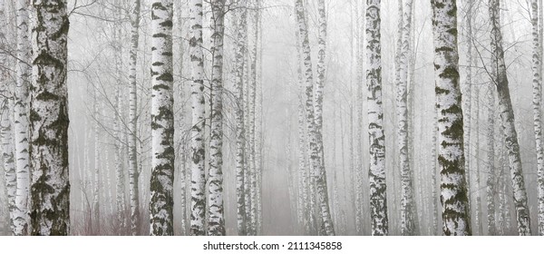 beautiful scene with birches in fog in autumn fog birch forest in october among other birches in fog in birch grove in fog - Shutterstock ID 2111345858