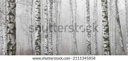 beautiful scene with birches in fog in autumn fog birch forest in october among other birches in fog in birch grove in fog