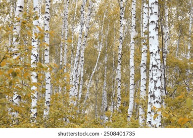beautiful scene with birches in yellow autumn birch forest in october among other birches in birch grove