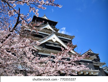 a beautiful scene of cherry blossom at Fukuoka castle,Japan.