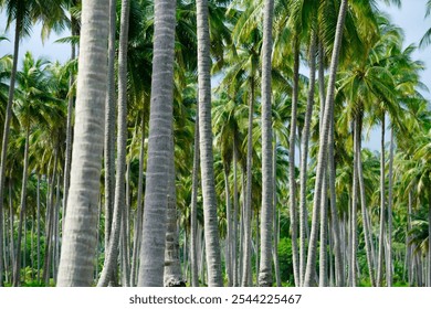 A beautiful scene featuring tall green palm trees with lush foliage, capturing the essence of a tranquil tropical paradise under bright sunlight surrounded by nature. - Powered by Shutterstock