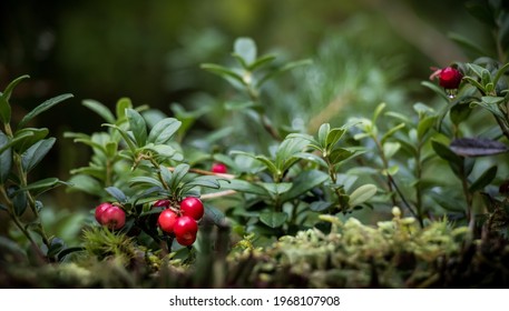 Beautiful scene with growing berries Lingonberries in the forest close-up. Lingonberry plants with Ripe red berries in natural environment, soft focus. Nature Wallpaper