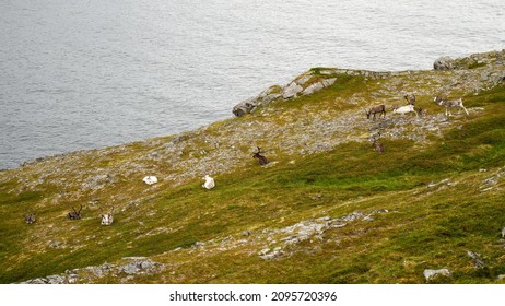 A beautiful scene of landscape with grazing reindeer, green cliff on the water at Nordkapp, Norway