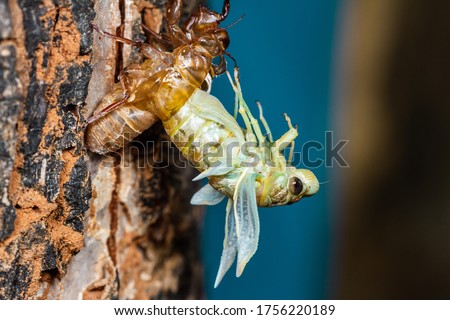 Beautiful scene macro insect molting cicada on tree in nature. Cicada insect stick on tree. Cicada metamorphosis grow up to adult insect