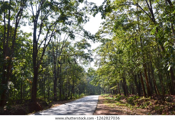 Beautiful Scene Teak Wood Forest Hanagere Stock Photo 1262827036 ...