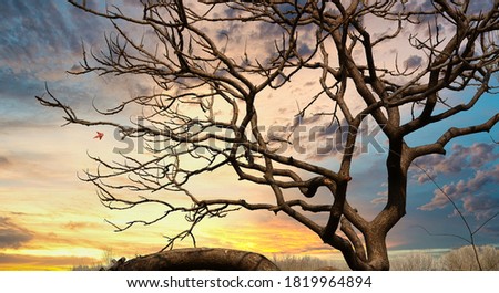 the beautiful scene of tree