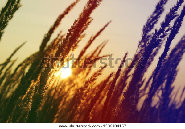 Beautiful Scene With Waving Wild Grass On A Sunset Stock Photo