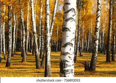 beautiful scene in yellow autumn birch forest in october with fallen yellow autumn leaves and dry herb - Powered by Shutterstock