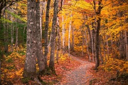 Beautiful Scenery Of Autumn Fall Foliage Colors Inside Cape Breton Highlands National Park. Franey Trail. Autumn Colors Of Cape Breton, Nova Scotia. Cabot Trail Fall Foliage Landscape Hiking. 