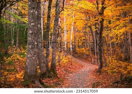 Beautiful scenery of autumn fall foliage colors inside Cape Breton Highlands National Park. Franey Trail. Autumn colors of Cape Breton, Nova Scotia. Cabot Trail fall foliage landscape hiking. 