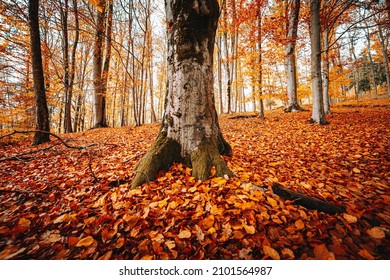 A Beautiful Scenery Of Autumn Nature With Fallen And Orange Foliage In The Forest Of Bavaria