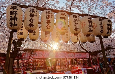 Beautiful scenery of Cherry Blossom Festival ( Sakura Matsuri ) in Hirano Jinjya Temple with traditional Japanese lanterns hanging under Sakura trees & the setting sun in background, in Kyoto, Japan