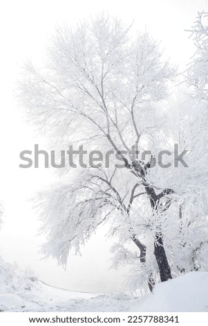 Similar – Image, Stock Photo Reminds me of Japan