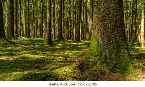 The beautiful scenery of a green Bavarian forest during a beautiful sunny day with tall pine trees, grass and moss. The natural landscape of lush vegetation environment. 