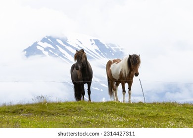 beautiful scenery of Icelandic horses in the field on the snow covered mountain background