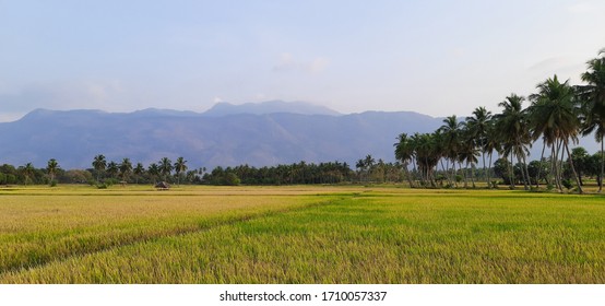 A Beautiful Scenery Of An Indian Village On Kerala