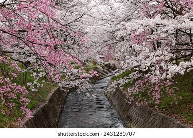 Beautiful scenery of Japanese countryside on a spring morning, with romantic pink cherry blossom trees (Sakura Namiki) blooming along the river bank of a stream, in Komoro 小諸, Nagano 長野, Japan