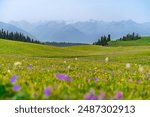 Beautiful Scenery landscape with colorful flowers and snow mountain in Kalajun grassland of Xinjiang in summer