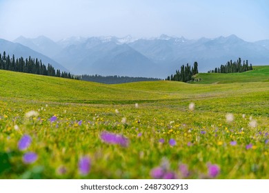 Beautiful Scenery landscape with colorful flowers and snow mountain in Kalajun grassland of Xinjiang in summer - Powered by Shutterstock