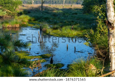 Similar – Moorland landscape with lake, grasses, trees and bizarre branches in water with reflection