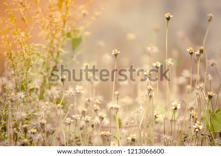 Similar – Image, Stock Photo Meadow in the morning light