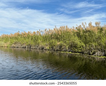 Beautiful scenery of native reed or Lepironia articulata and Milkwood trees or Melaleuca cajuputi at Rayong Botanical Garden. - Powered by Shutterstock