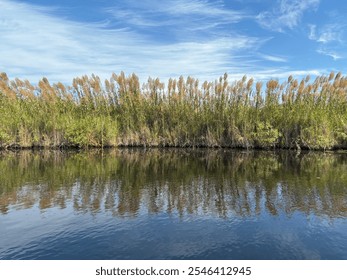 Beautiful scenery of native reed or Lepironia articulata and Milkwood trees or Melaleuca cajuputi at Rayong Botanical Garden. - Powered by Shutterstock