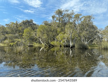 Beautiful scenery of native reed or Lepironia articulata and Milkwood trees or Melaleuca cajuputi at Rayong Botanical Garden. - Powered by Shutterstock