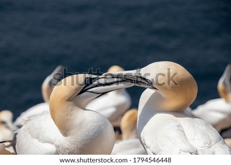 Similar – Foto Bild Nordstrand mit einfallenden Wellen