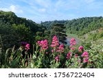 A beautiful scenery of pink flowers surrounded by greenery in the Avon Gorge Bristol, England