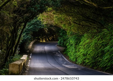 Hermoso paisaje de carretera rodeado de árboles verdes del parque rural de Anaga en Tenerife, Islas Canarias, España