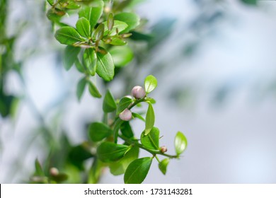 Beautiful Scenery, A Sprig Of Citrus Plants Microcitrus Australasica, The Australian Finger Lime, With Young Pink Flower Buds And Green Leaves. Close-up, Selective Focus. Indoor Citrus Tree Growing