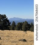 beautiful scenery top of arizona snowbowl