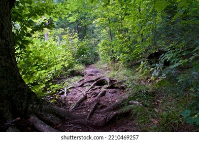 Beautiful Scenic Afternoon View Of Boreal Forest In Wilmington New York, With Dappled Sunlight And Tall Trees.