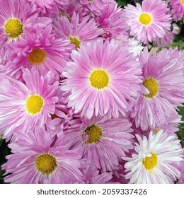 Beautiful Scenic Autumn Gerbera Flowers