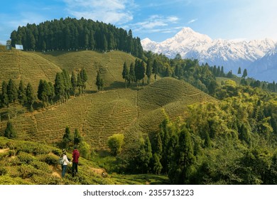 Beautiful scenic landscape with view of tea plantations on the mountain slopes and the Kanchenjunga Himalaya range at Tinchuley, Darjeeling, India