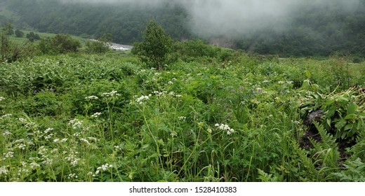 Beautiful Scenic Natural Landscape Views From Valley Of Flowers National Park India