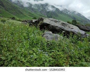 Beautiful Scenic Natural Landscape Views From Valley Of Flowers National Park India