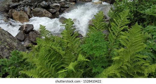 Beautiful Scenic Natural Landscape Views From Valley Of Flowers National Park India