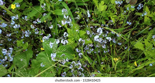 Beautiful Scenic Natural Landscape Views From Valley Of Flowers National Park India