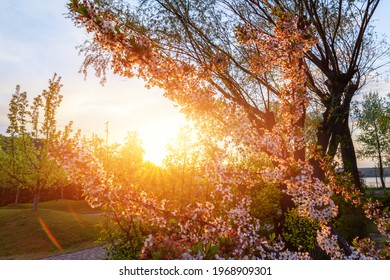 Beautiful scenic view of blooming cherry tree flower in green countryside orchard against warm sunset evening light sun rays. Nature springtime blossoming garden background