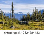 Beautiful scenic view of Brandywine Meadows in Whistler, British Columbia, showcasing lush forests and breathtaking mountain landscapes under a clear blue sky.